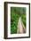 Heart of the Forest Trail Boardwalk Olympic National Park.-Alan Majchrowicz-Framed Photographic Print