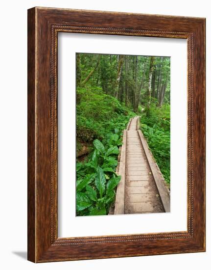 Heart of the Forest Trail Boardwalk Olympic National Park.-Alan Majchrowicz-Framed Photographic Print