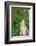 Heart of the Forest Trail Boardwalk Olympic National Park.-Alan Majchrowicz-Framed Photographic Print