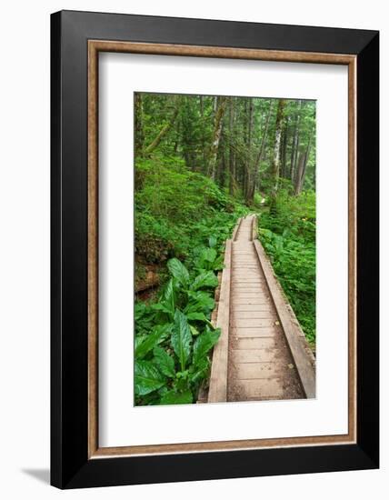 Heart of the Forest Trail Boardwalk Olympic National Park.-Alan Majchrowicz-Framed Photographic Print