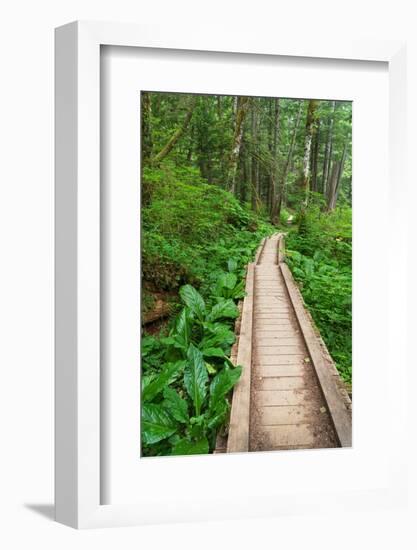 Heart of the Forest Trail Boardwalk Olympic National Park.-Alan Majchrowicz-Framed Photographic Print