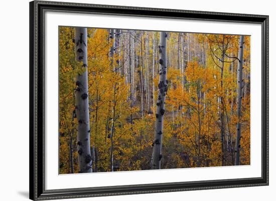 Heart of the Forest-Michael Greene-Framed Giclee Print