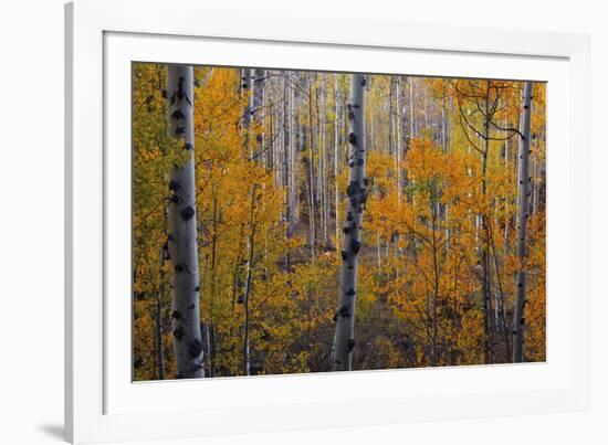 Heart of the Forest-Michael Greene-Framed Giclee Print