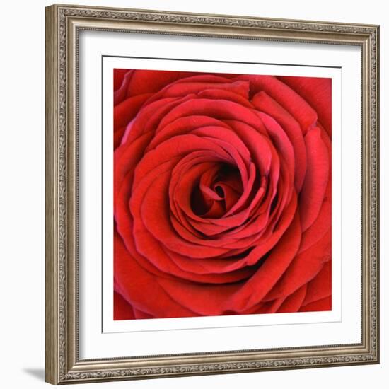 Heart Of The Rose-Sheldon Lewis-Framed Art Print