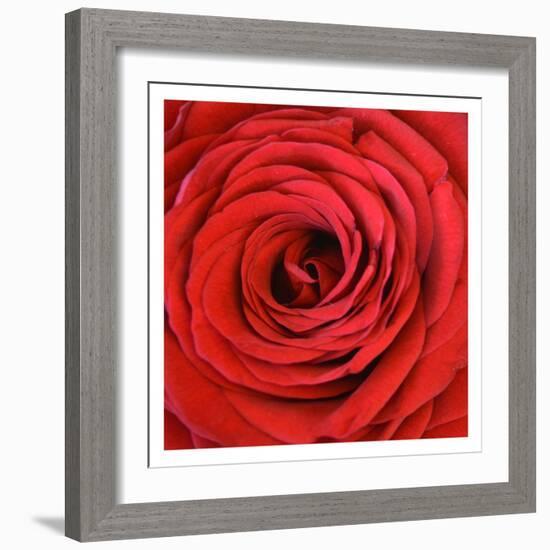 Heart Of The Rose-Sheldon Lewis-Framed Art Print