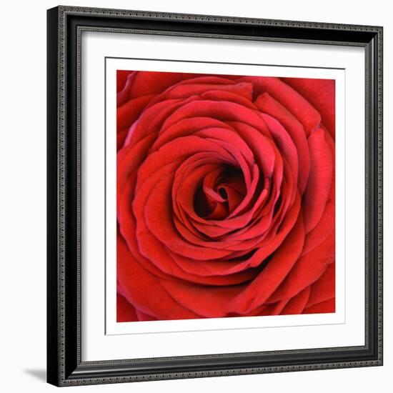 Heart Of The Rose-Sheldon Lewis-Framed Art Print