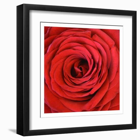 Heart Of The Rose-Sheldon Lewis-Framed Art Print