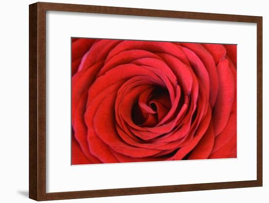 Heart Of The Rose-Sheldon Lewis-Framed Art Print