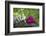 Heart, Pink, Flowers, Wild Chervil, Green-Andrea Haase-Framed Photographic Print