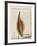 Heart Pod I-Chris Dunker-Framed Giclee Print