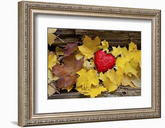 Heart, Red, Autumn Foliage-Andrea Haase-Framed Photographic Print