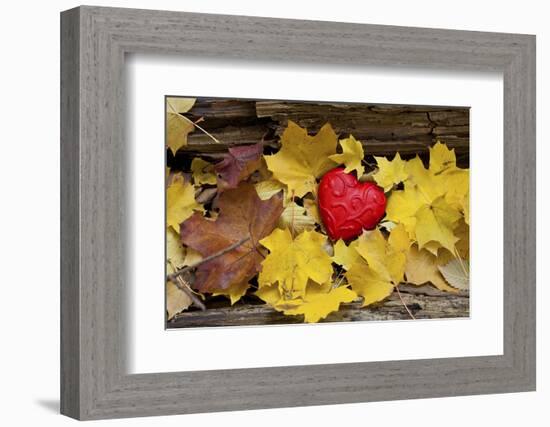 Heart, Red, Autumn Foliage-Andrea Haase-Framed Photographic Print