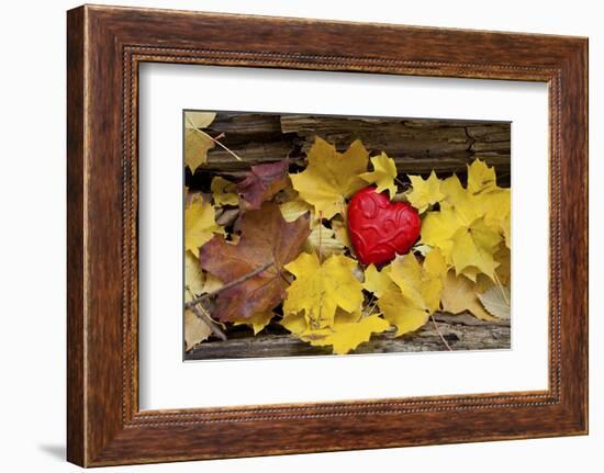 Heart, Red, Autumn Foliage-Andrea Haase-Framed Photographic Print