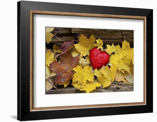 Heart, Red, Autumn Foliage-Andrea Haase-Framed Photographic Print