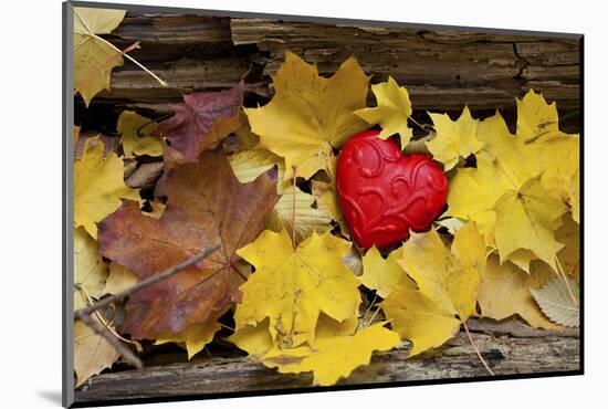Heart, Red, Autumn Foliage-Andrea Haase-Mounted Photographic Print