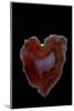 Heart Shaped Banded Agate, Quartzsite, AZ-Darrell Gulin-Mounted Photographic Print