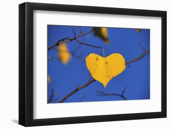 Heart Shaped Cottonwood Leaf-Steve Terrill-Framed Photographic Print