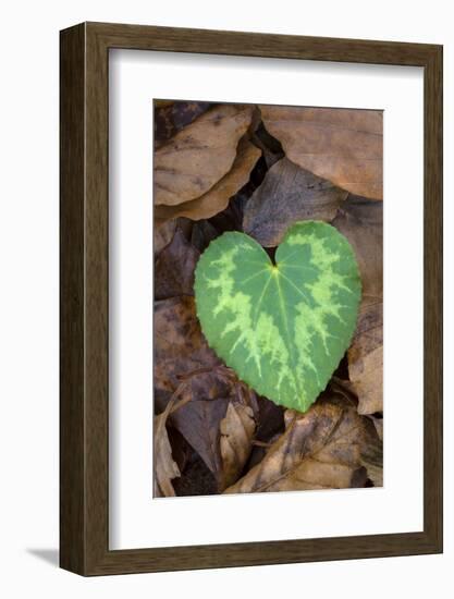 Heart-shaped leaf of Alpine Cyclamen, Croatia-Alex Hyde-Framed Photographic Print