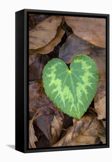 Heart-shaped leaf of Alpine Cyclamen, Croatia-Alex Hyde-Framed Premier Image Canvas