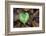 Heart-shaped leaf of Alpine Cyclamen, Croatia-Alex Hyde-Framed Photographic Print