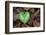 Heart-shaped leaf of Alpine Cyclamen, Croatia-Alex Hyde-Framed Photographic Print