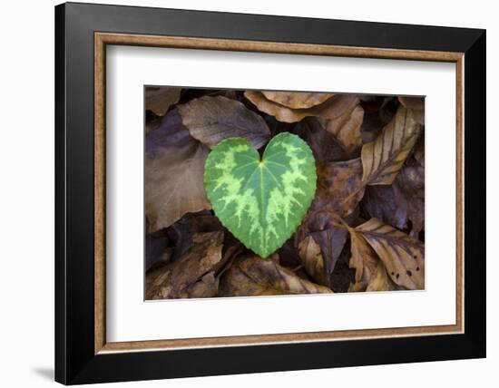 Heart-shaped leaf of Alpine Cyclamen, Croatia-Alex Hyde-Framed Photographic Print