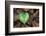 Heart-shaped leaf of Alpine Cyclamen, Croatia-Alex Hyde-Framed Photographic Print