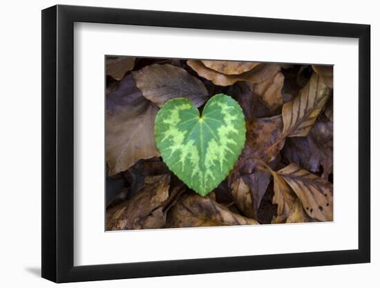 Heart-shaped leaf of Alpine Cyclamen, Croatia-Alex Hyde-Framed Photographic Print