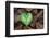 Heart-shaped leaf of Alpine Cyclamen, Croatia-Alex Hyde-Framed Photographic Print