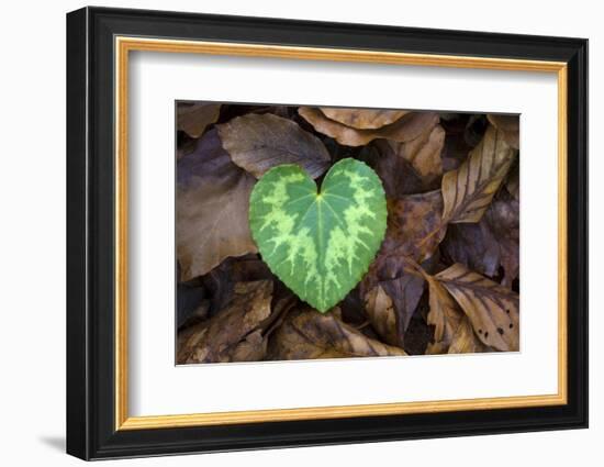 Heart-shaped leaf of Alpine Cyclamen, Croatia-Alex Hyde-Framed Photographic Print