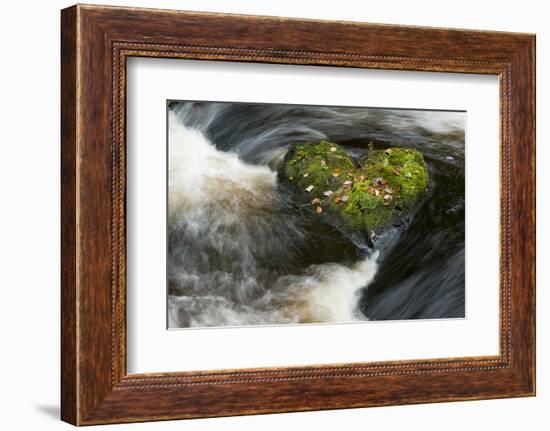 Heart-shaped mossy rock in fast flowing river, Ayrshire-Niall Benvie-Framed Photographic Print