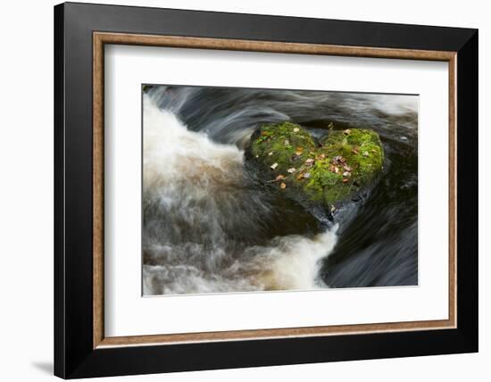 Heart-shaped mossy rock in fast flowing river, Ayrshire-Niall Benvie-Framed Photographic Print