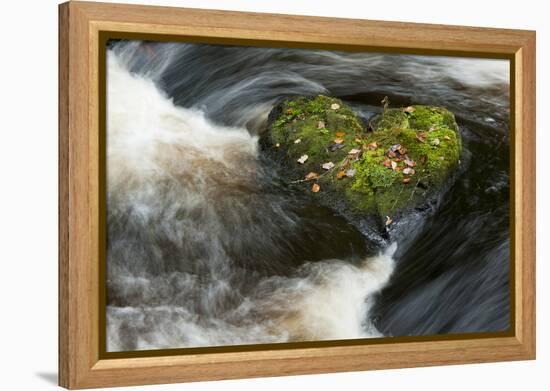 Heart-shaped mossy rock in fast flowing river, Ayrshire-Niall Benvie-Framed Premier Image Canvas