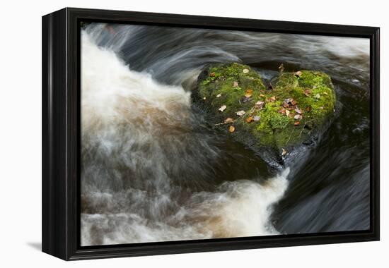 Heart-shaped mossy rock in fast flowing river, Ayrshire-Niall Benvie-Framed Premier Image Canvas