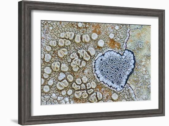 Heart shaped pattern in Map lichen on rock, Menorca, Spain-Edwin Giesbers-Framed Photographic Print