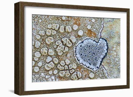 Heart shaped pattern in Map lichen on rock, Menorca, Spain-Edwin Giesbers-Framed Photographic Print