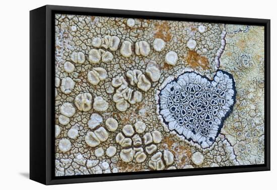 Heart shaped pattern in Map lichen on rock, Menorca, Spain-Edwin Giesbers-Framed Premier Image Canvas