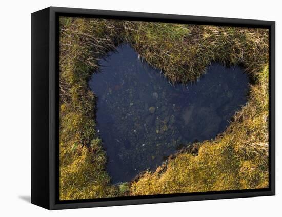 Heart-Shaped Pool on Saltmarsh, Argyll, Scotland, UK, November 2007-Niall Benvie-Framed Premier Image Canvas