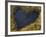 Heart-Shaped Pool on Saltmarsh, Argyll, Scotland, UK, November 2007-Niall Benvie-Framed Photographic Print