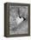 Heart Shaped Rock, Sradled in Larger Rock-Janell Davidson-Framed Premier Image Canvas