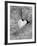 Heart Shaped Rock, Sradled in Larger Rock-Janell Davidson-Framed Photographic Print