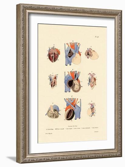 Heart Structure, 1833-39-null-Framed Giclee Print