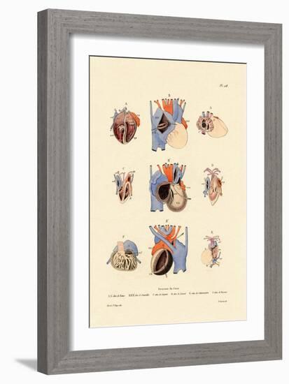 Heart Structure, 1833-39-null-Framed Giclee Print