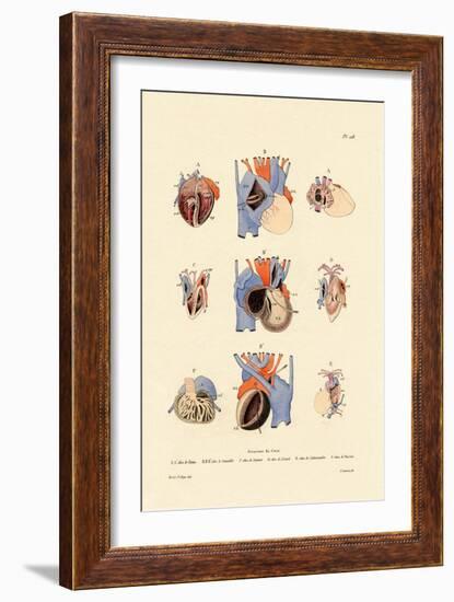 Heart Structure, 1833-39-null-Framed Giclee Print