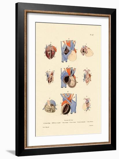 Heart Structure, 1833-39-null-Framed Giclee Print