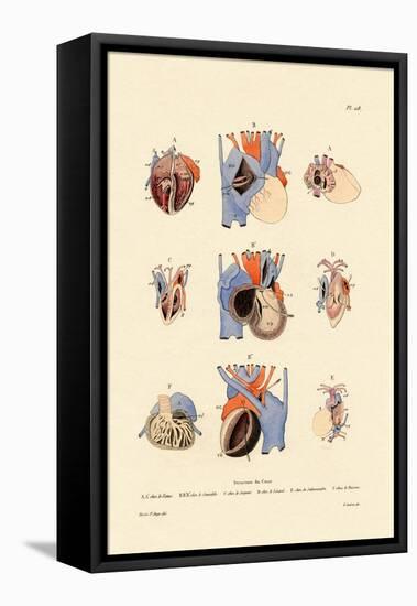 Heart Structure, 1833-39-null-Framed Premier Image Canvas