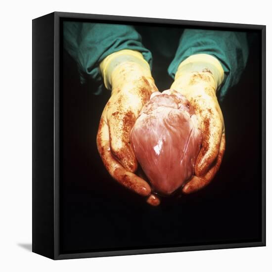 Heart Transplant-Kevin Curtis-Framed Premier Image Canvas
