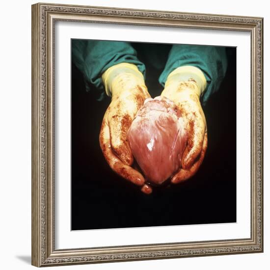 Heart Transplant-Kevin Curtis-Framed Premium Photographic Print