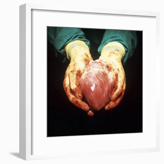 Heart Transplant-Kevin Curtis-Framed Premium Photographic Print