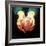 Heart Transplant-Kevin Curtis-Framed Premium Photographic Print